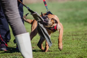 Can a Police K-9 Dog Bite Be Considered Excessive Force?